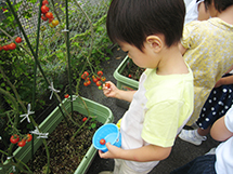 年中組野菜栽培・収穫（2）